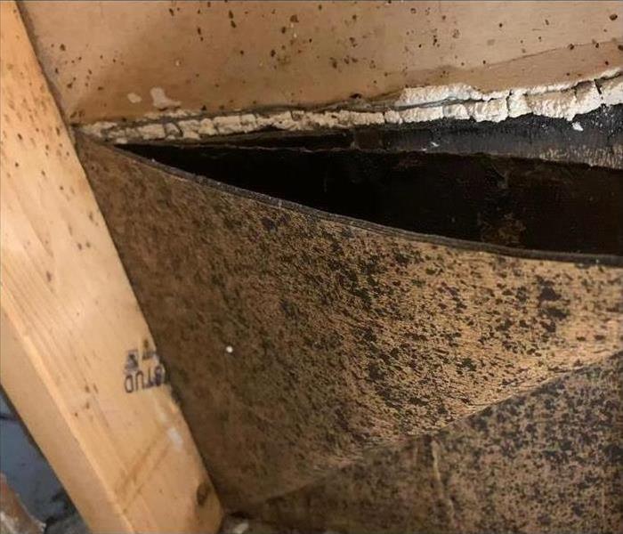 wooden board covered in black mold spores
